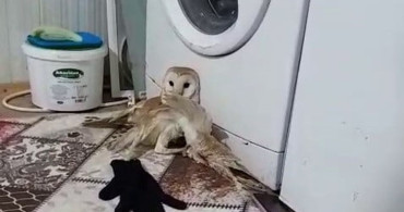 Yaralı peçeli baykuş tedavi için alındı