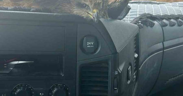 Yaralı Şahin Ekiplere Teslim Edildi