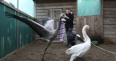 Yaralı Turna Yavrusu Kızılırmak Deltası'na Yerleştirildi