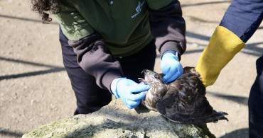 Yaralı Yaban Hayvanlarına Şefkat: Gölya Tabiat Parkı'nda Tedavi Süreci