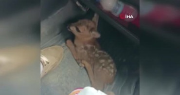 Yaralı Yavru Karaca Koruma Altına Alındı