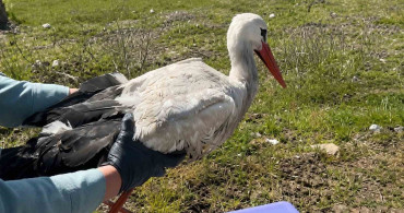 Yaralı Yavru Leylek Tedavi Edildi, Doğaya Salındı