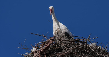 Yaren Leylek ve Eşi Nazlı'nın Eskikaraağaç'taki Yeniden Buluşması