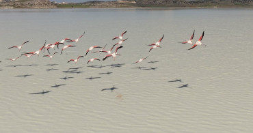 Yarışlı Gölü Yağışlarla Canlandı ve Flamingoları Ağırlıyor