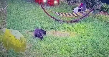 Yavru Ayılar Bahçede Görüntülendi