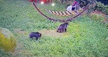 Yavru Ayılar Bahçede Görüntülendi