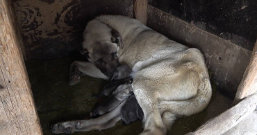Yavru köpek anne dedi videosu sosyal medyayı sallıyor!