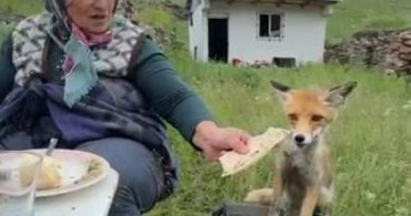 Yaylada Sedriye ninenin sofrasına oturan tilki ekmeği reddetti