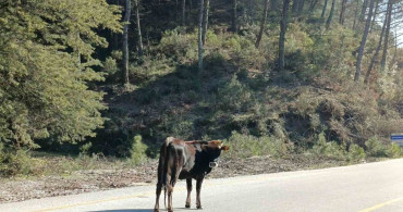 Yem Fiyatlarının Artışıyla Salma Besicilikte Yeniden Canlanma