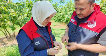 Yeni sezon öncesi fındık bahçelerinde saha incelemeleri sürüyor
