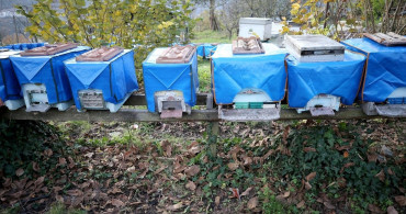 Yenice Ihlamur Balı Markalaşma Süreci Devam Ediyor