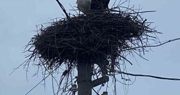 Yenicekent'te Leyleklerin Bahar Geleneği Devam Ediyor