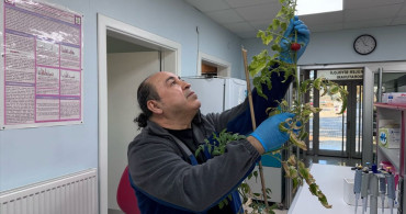 Yenilebilir Aşı Geliştirme Projesi: Domatesler Kullanılacak