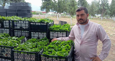 Yeşil Altın: Taze Bağ Yaprağı Üreticilere Erken Kazanç Sağlıyor