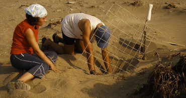 Yeşil Deniz Kaplumbağaları Artık Tükenme Tehdidi Altında Değil
