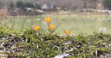 Yeşil Göl Baharda Çiçek Açtı