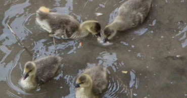 Yeşilırmak Nehri'nin Sevimli Maskotları: Kaz Yavruları