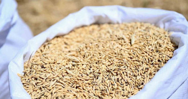 Yeşilyurt Belediyesi, üreticilere ücretsiz arpa dağıtımı yapacak