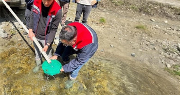 Yığılca'da Balık Popülasyonu Artıyor