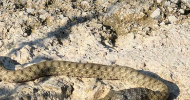 Yılanın balık avı anları Elazığ'da görüntülendi