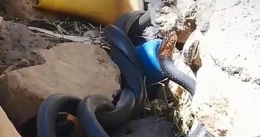 Yılanların Çiftleşme Dansını Çekerken Neye Uğradıklarını Şaşırdılar