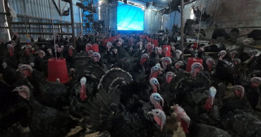 Yılbaşı İçin Hazırlanan Eflani ve Kandıra Hindileri