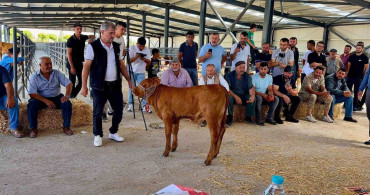 Yılın en güzel buzağısı 40 günlük limousin cinsi seçildi