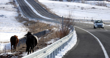 Yılkı Atları Ardahan'da Ulaşımı Aksattı