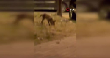 Yiyecek arayan tilki yerleşim yerine indi