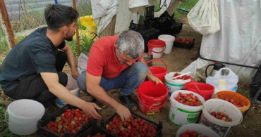 Yoğun Yağışlar, Çilek Üretimini Olumsuz Etkiledi