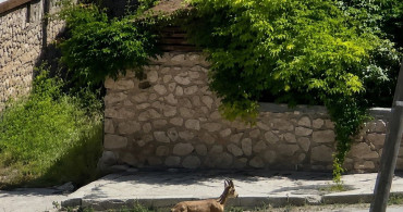 Yolunu kaybeden dağ keçisi ilçe merkezinde dolaşırken görüntülendi