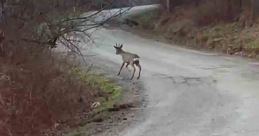 Yolunu Kaybeden Karaca Yavrusu Görüntülendi