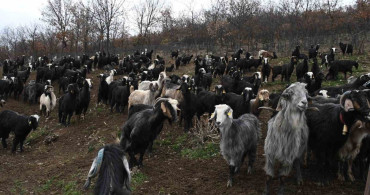 Yozgatlı Keçi Yetiştiricisi Kireç Yöntemi ile Hayvan Kayıplarını Azalttı