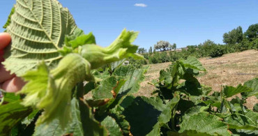 Yozgat'ta bozkırda fındık yetiştiren üretici başarılı oldu