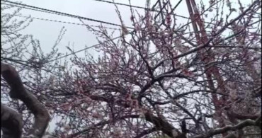 Yozgat'ta Çiçek Açan Ağaçlar Karla Kaplandı