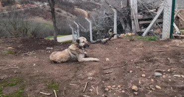 Yozgat'ta Çoban Köpeklerinin Önemi