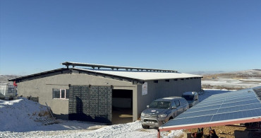 Yozgat'ta Damızlık Gebe Düve Desteği