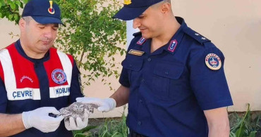Yozgat'ta Jandarma Ekipleri Yavru Baykuşa Sahip Çıktı