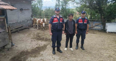 Yozgat'ta kaybolan hayvanlara jandarmadan yardım