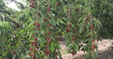 Yozgat’ta kiraz hasadı devam ediyor