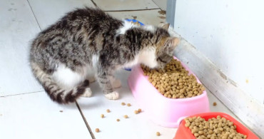 Yozgat'ta Sokak Hayvanlarına Destek İçin Yeni Mama Üretim Tesisi Açıldı