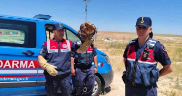 Yozgat'ta yaralı bulunan şahin koruma altına alındı