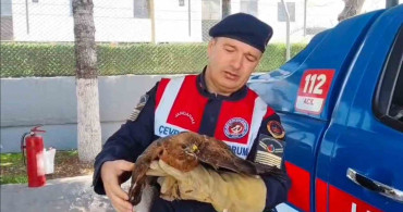 Yozgat'ta Yaralı Şahin Koruma Altına Alındı