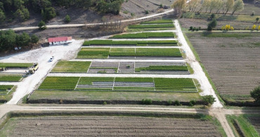 Yozgat'taki Orman Fidanlıkları İç Anadolu'yu Yeşertiyor