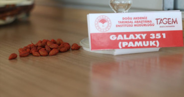 Yüksek Kaliteli Yeni Pamuk Çeşidi Geliştirildi