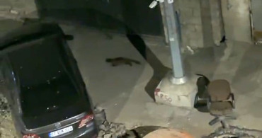 Yüksekova’da gece yarısı yiyecek arayan sarsar görüntülendi