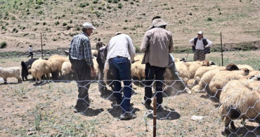 Yüksekova'da hayvanların aşılama ve kimliklendirme çalışmaları sürüyor