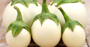 Yumurta Çiçeğinin Faydaları Nelerdir?