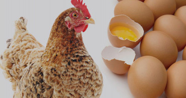 Yumurta Fiyatları Altını Solladı