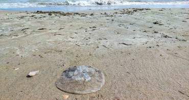 Yumurtalık Sahiline Denizanası İstilası